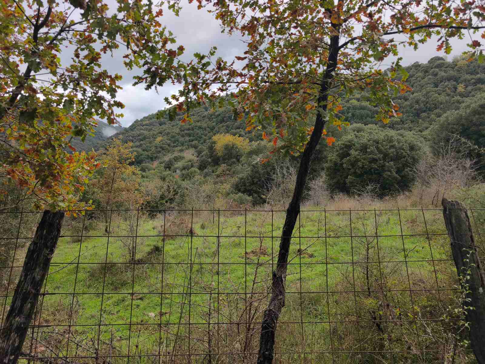Αγροτεμάχιο 30000 τ.μ. σε πλειστηριασμό Δήμος Αρχαίας Ολυμπίας