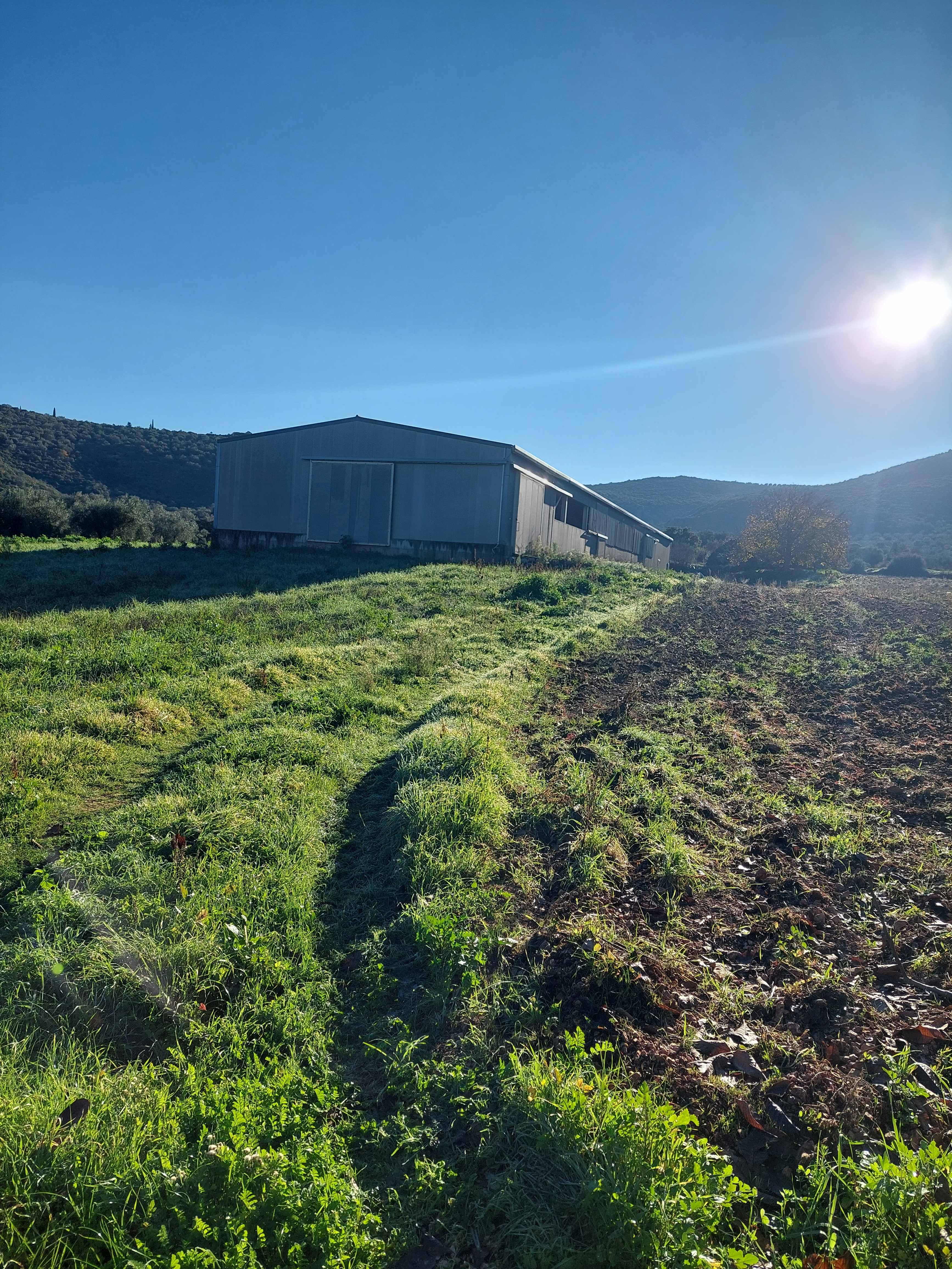 Αγροτεμάχιο με κτίσμα 10000 τ.μ. σε πλειστηριασμό Δήμος Άργους - Μυκηνών