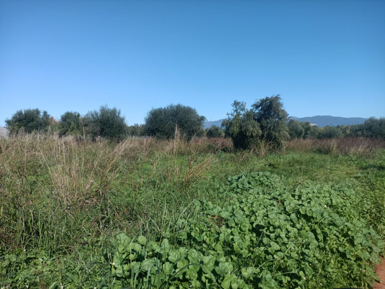 Οικόπεδο 874.67 τ.μ. σε πλειστηριασμό Δήμος Μεσσήνης