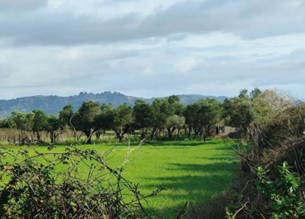 Αγροτεμάχιο 3913 τ.μ. σε πλειστηριασμό Δήμος Πύργου