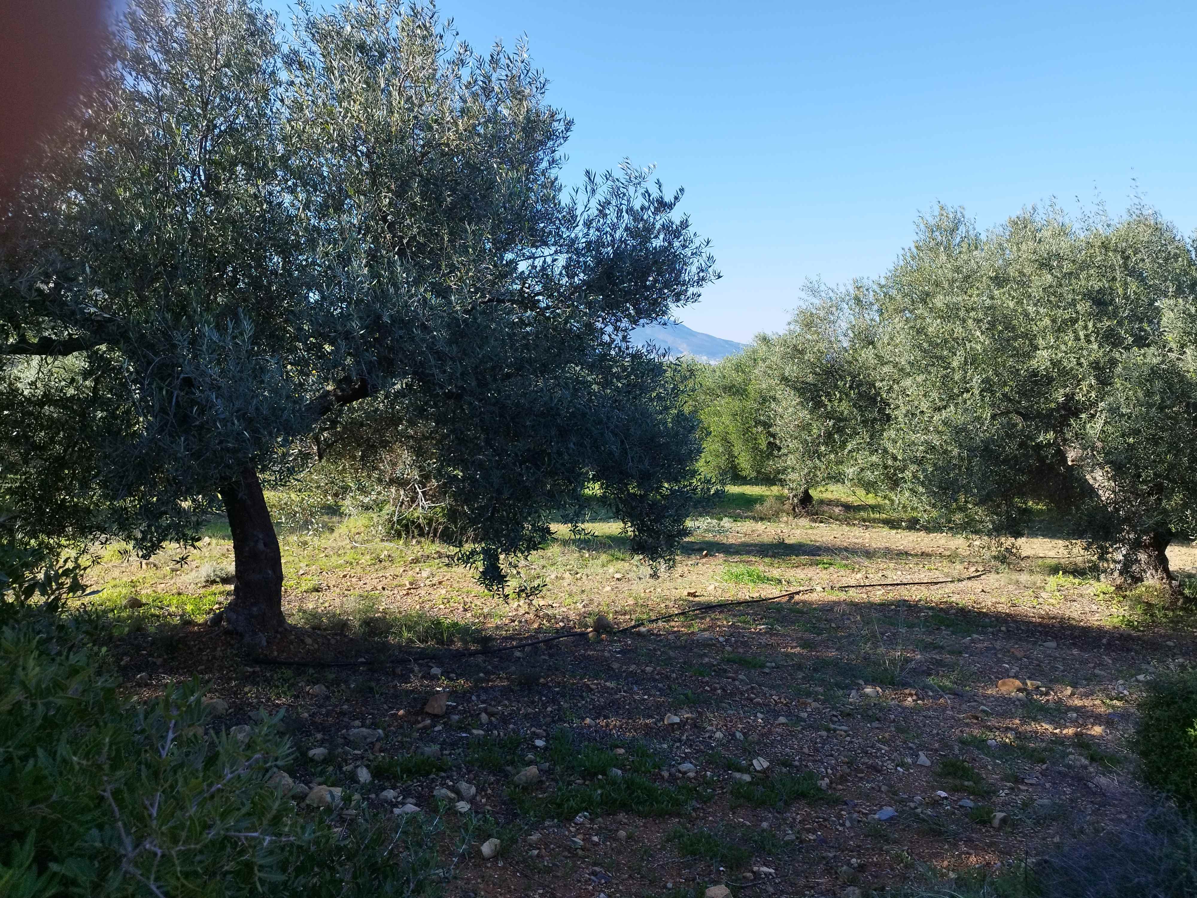 Αγροτεμάχιο 25000 τ.μ. σε πλειστηριασμό Δήμος Μονεμβασίας