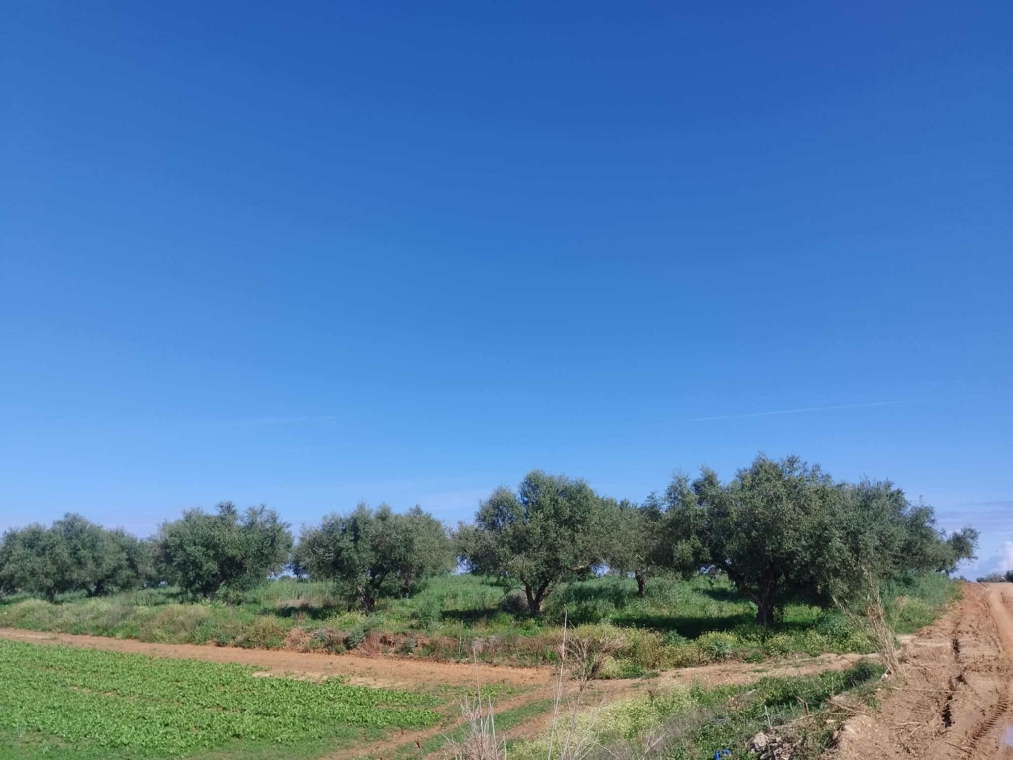 Αγροτεμάχιο 18320 τ.μ. σε πλειστηριασμό Δήμος Ανδραβίδας - Κυλλήνης