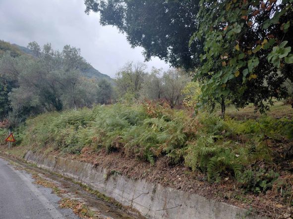 Αγροτεμάχιο 703.59 τ.μ. σε πλειστηριασμό Δήμος Ζαγοράς - Μουρεσίου