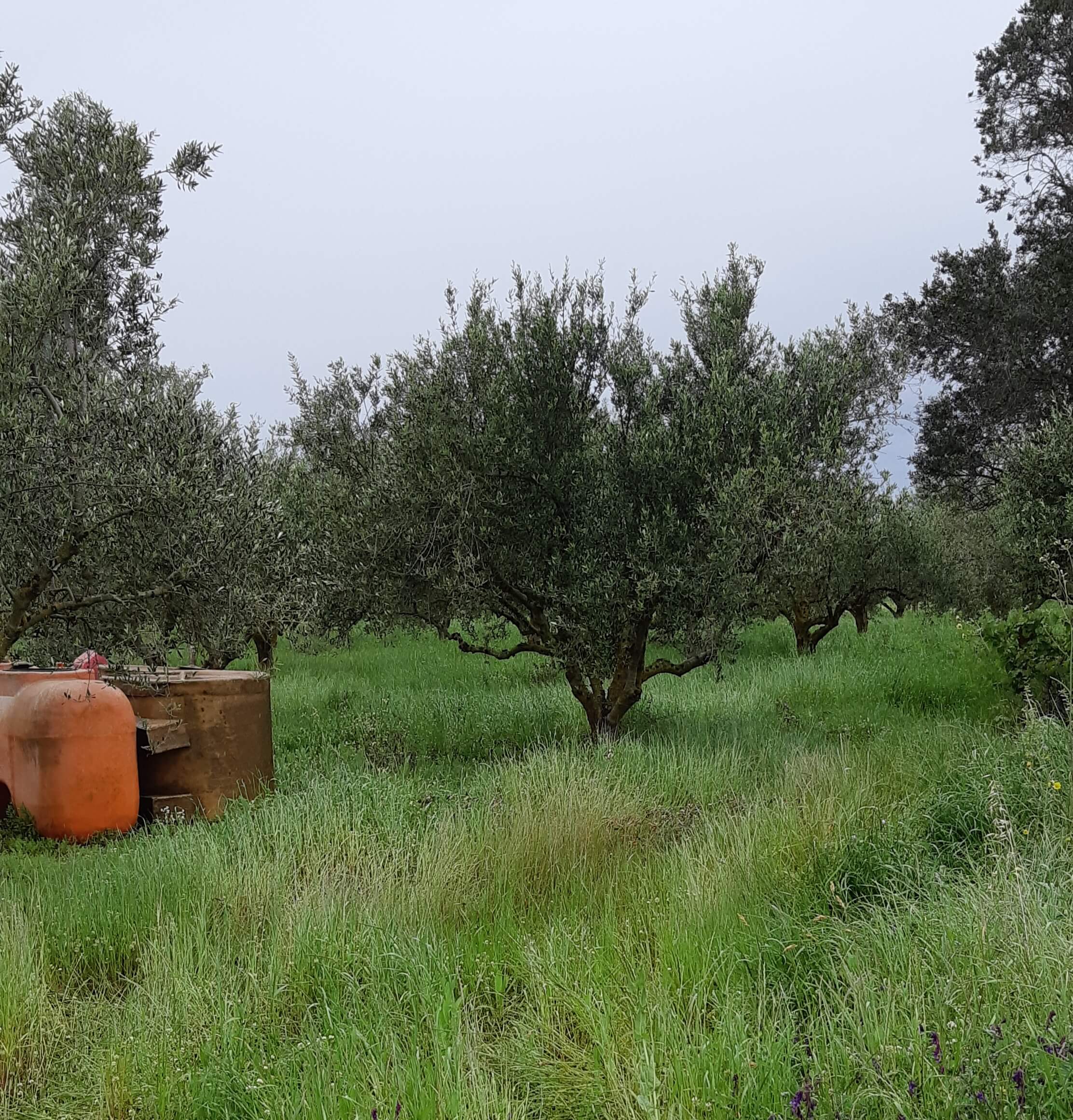Αγροτεμάχιο με κτίσμα 48 τ.μ. σε πλειστηριασμό Δήμος Τριφυλίας