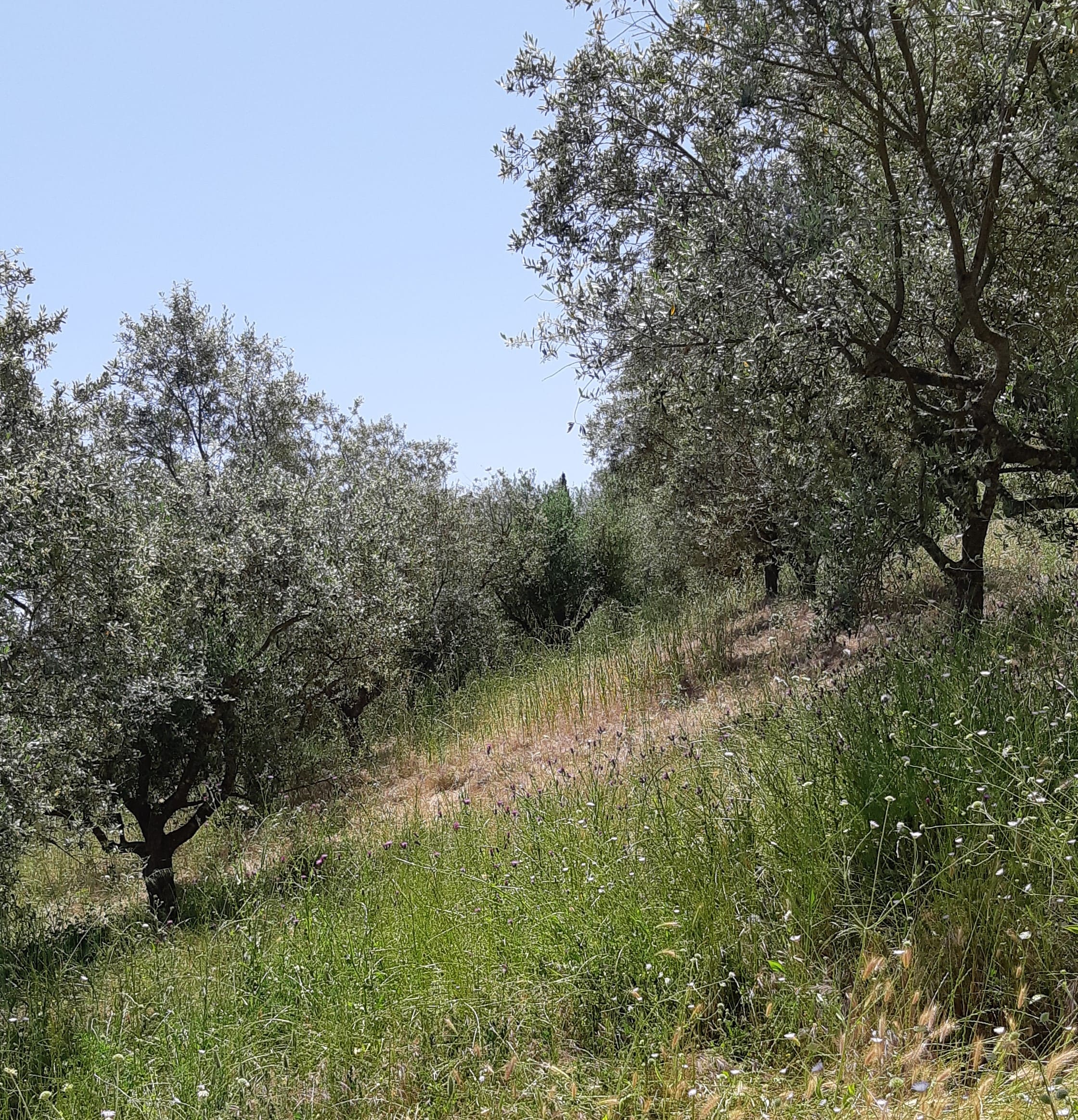 Αγροτεμάχιο 9000 τ.μ. σε πλειστηριασμό Δήμος Τριφυλίας