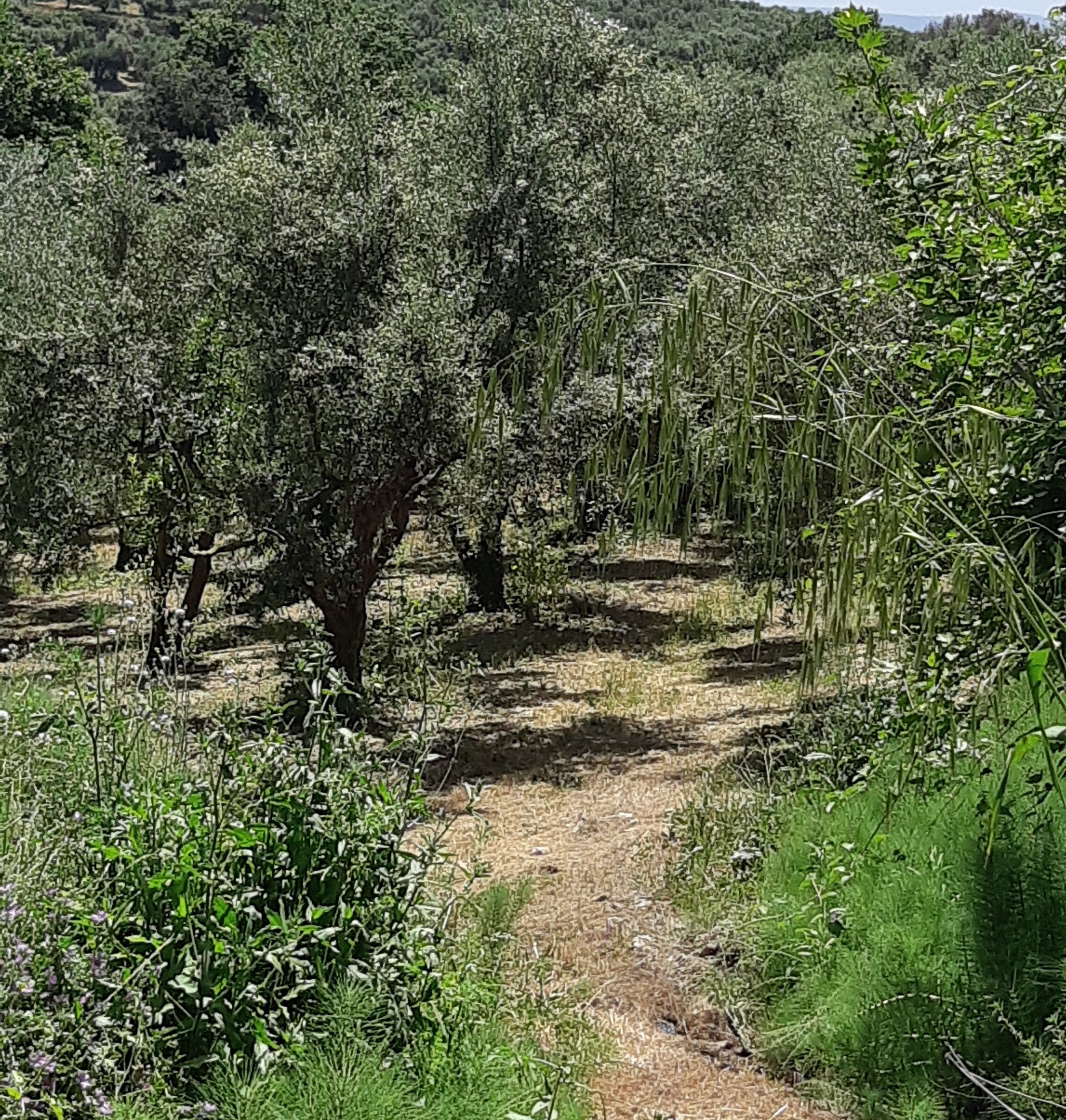 Αγροτεμάχιο 4702.75 τ.μ. σε πλειστηριασμό Δήμος Τριφυλίας