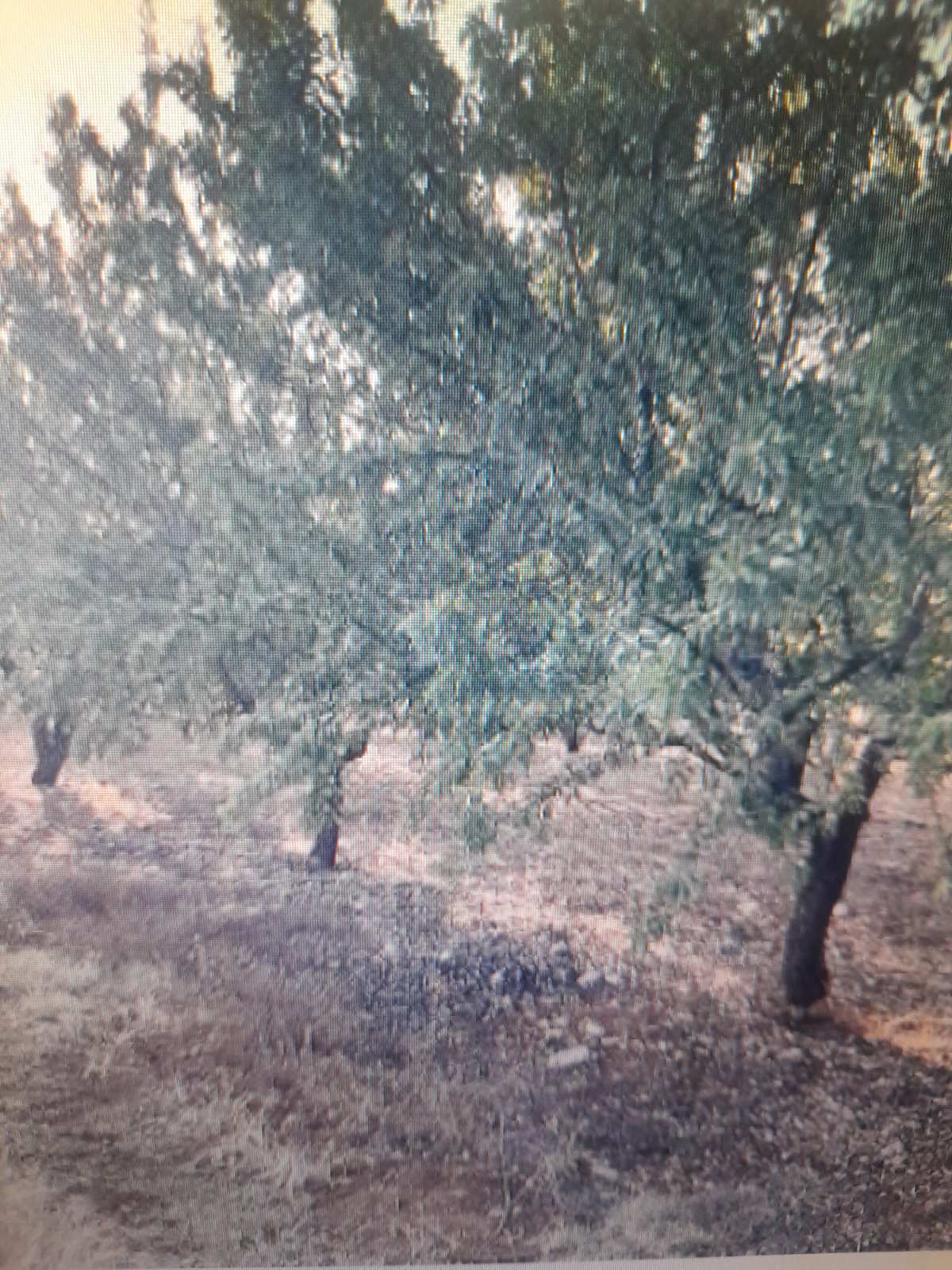 photo0