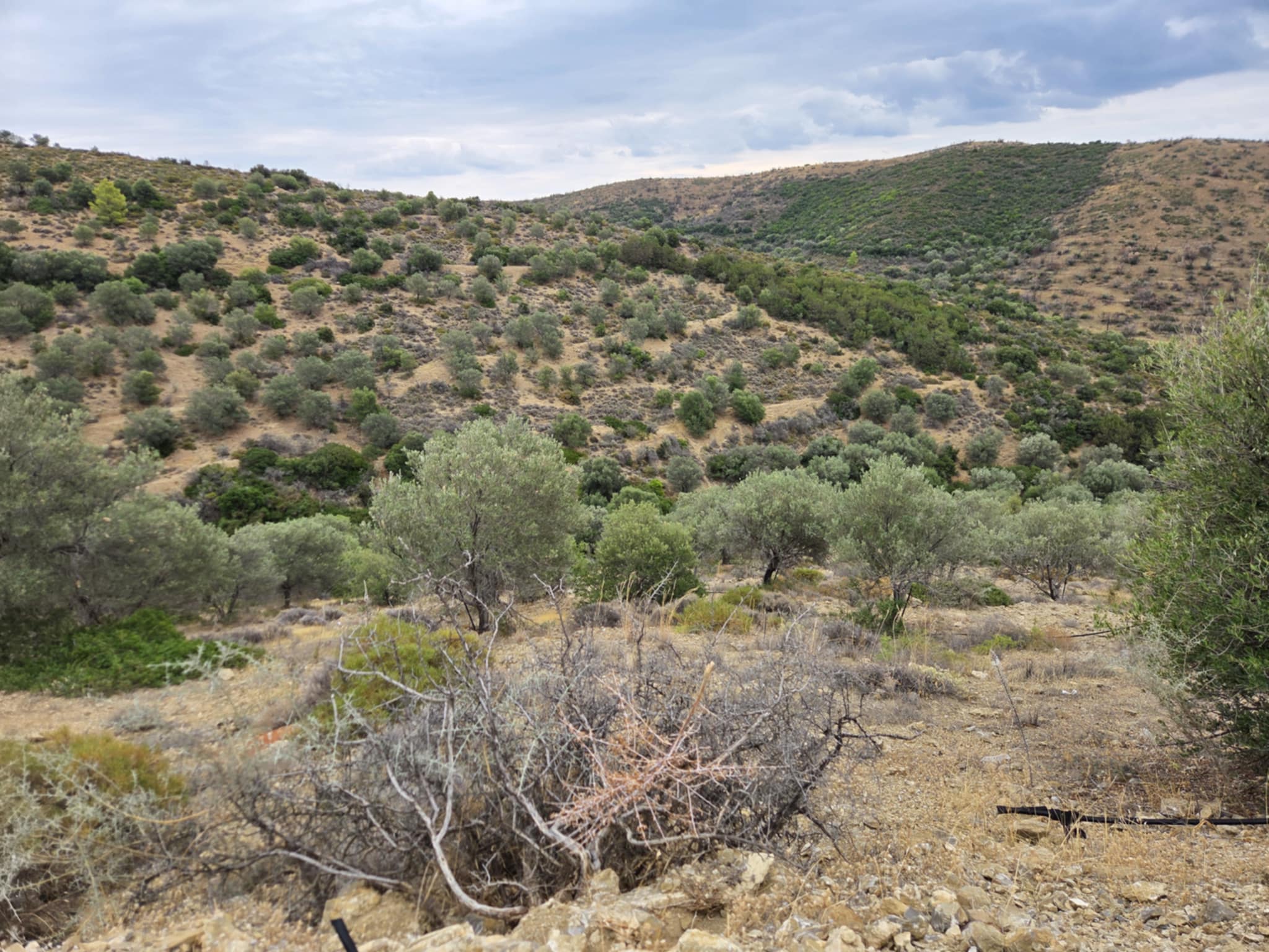 Αγροτεμάχιο 6005 sq.m. σε πλειστηριασμό Municipality of Hermionida
