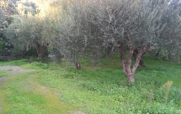 Οικόπεδο με κτίσμα  σε πλειστηριασμό Δήμος Μεσσήνης