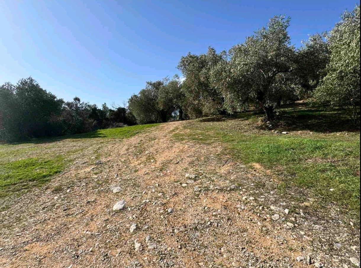 Οικόπεδο  σε πλειστηριασμό Δήμος Αλμυρού