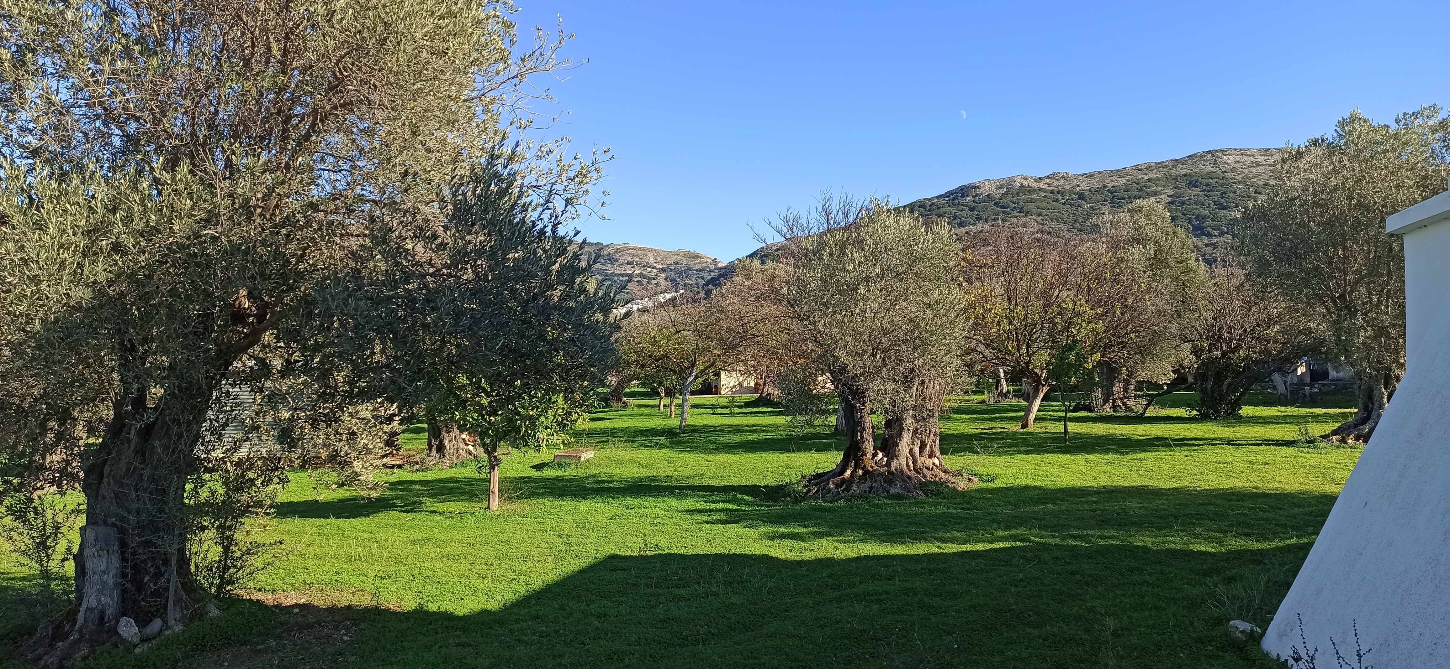 Αγροτεμάχιο με κτίσμα  σε πλειστηριασμό Δήμος Νάξου & Μικρών Κυκλάδων