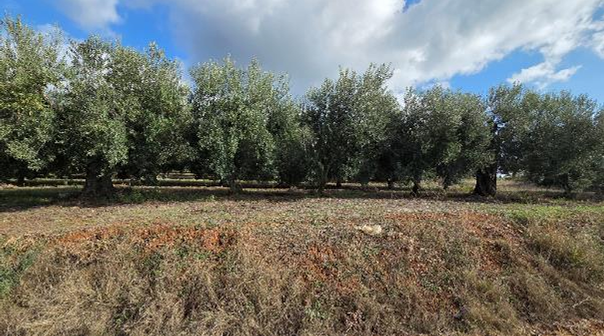 Αγροτεμάχιο  σε πλειστηριασμό Δήμος Πολυγύρου