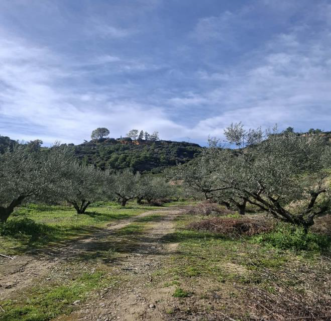 Αγροτεμάχιο  σε πλειστηριασμό Δήμος Σικυωνίων
