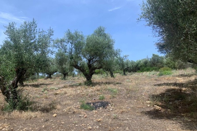 Αγροτεμάχιο  σε πλειστηριασμό Municipality of Messina