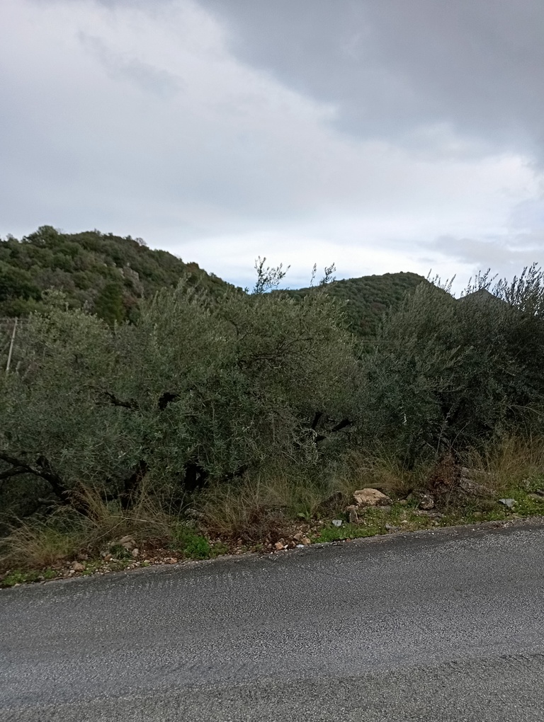 Οικόπεδο  σε πλειστηριασμό Δήμος Ηγουμενίτσας