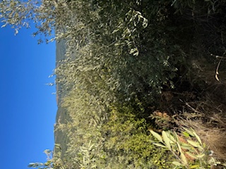 Αγροτεμάχιο  σε πλειστηριασμό Δήμος Βόλου