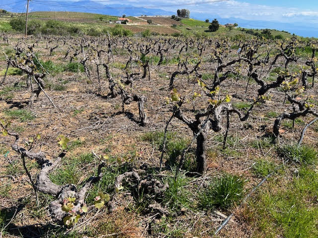 Οικόπεδο  σε πλειστηριασμό Δήμος Αιγιαλείας