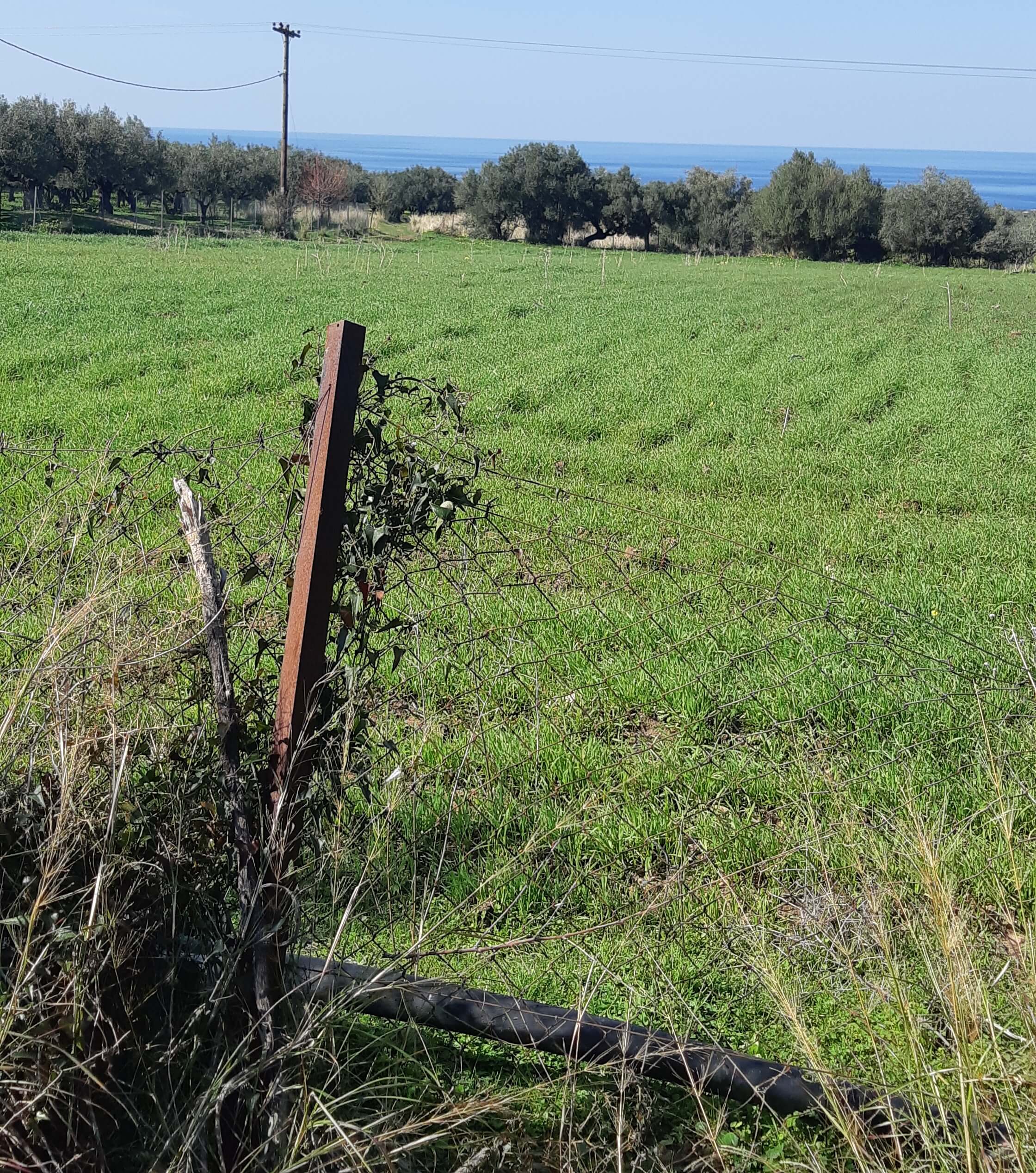 Αγροτεμάχιο  σε πλειστηριασμό Δήμος Τριφυλίας