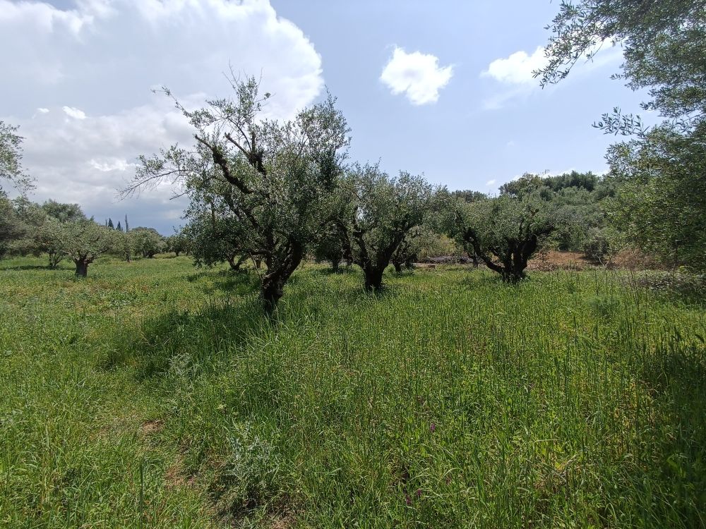 Αγροτεμάχιο 225 τ.μ. σε πλειστηριασμό Δήμος Δυτικής Αχαΐας