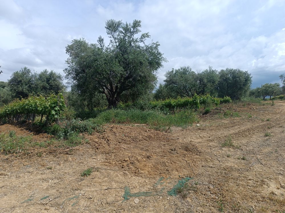 Αγροτεμάχιο 299 τ.μ. σε πλειστηριασμό Δήμος Δυτικής Αχαΐας