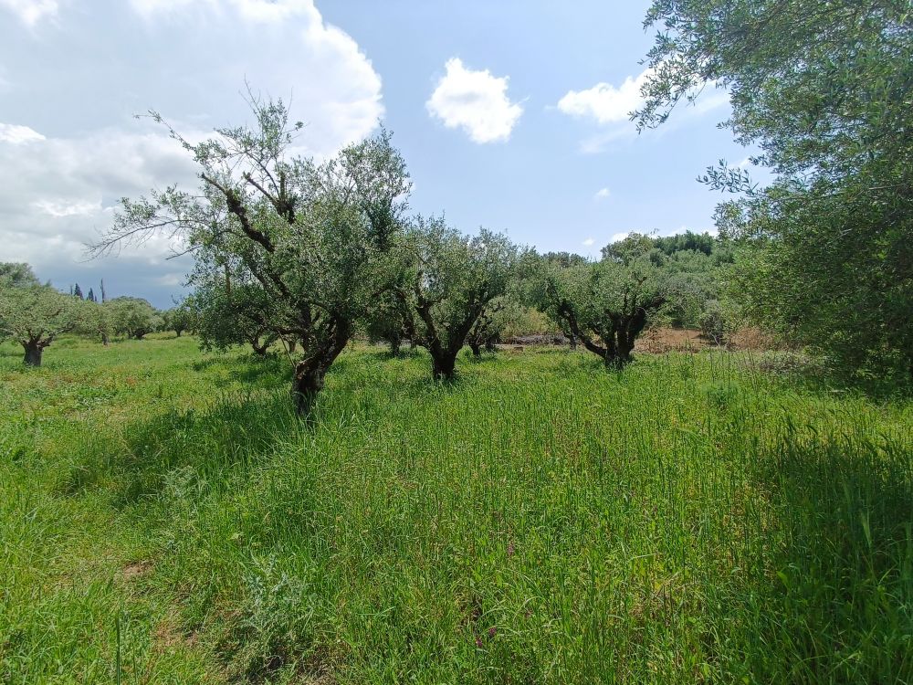 Αγροτεμάχιο 903 τ.μ. σε πλειστηριασμό Δήμος Δυτικής Αχαΐας