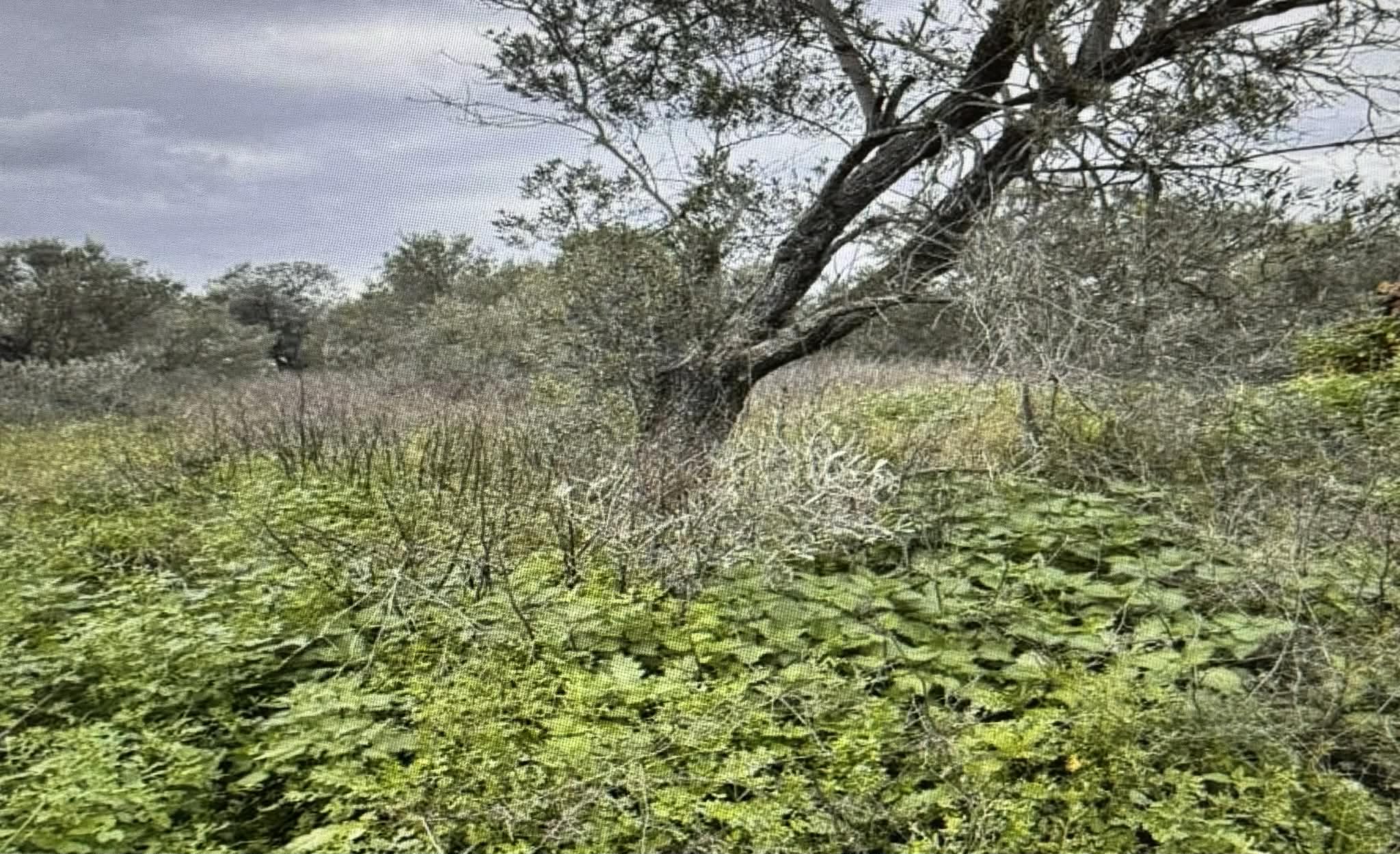 Οικόπεδο  σε πλειστηριασμό Δήμος Κορινθίων