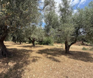 Αγροτεμάχιο  σε πλειστηριασμό Δήμος Σπάτων - Αρτέμιδος