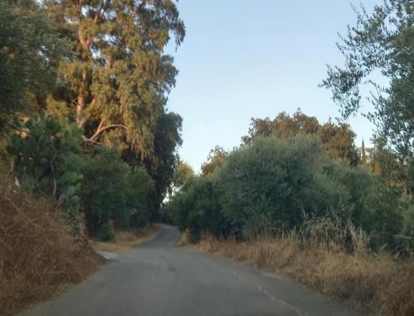 Αγροτεμάχιο  σε πλειστηριασμό Δήμος Μεσσήνης