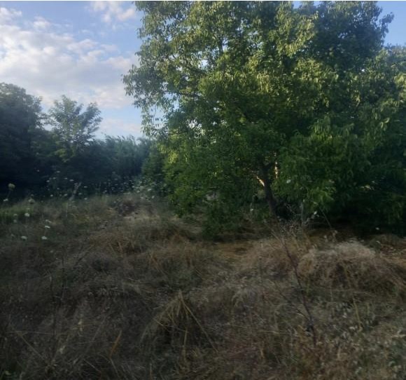 Αγροτεμάχιο  σε πλειστηριασμό Δήμος Μεσσήνης