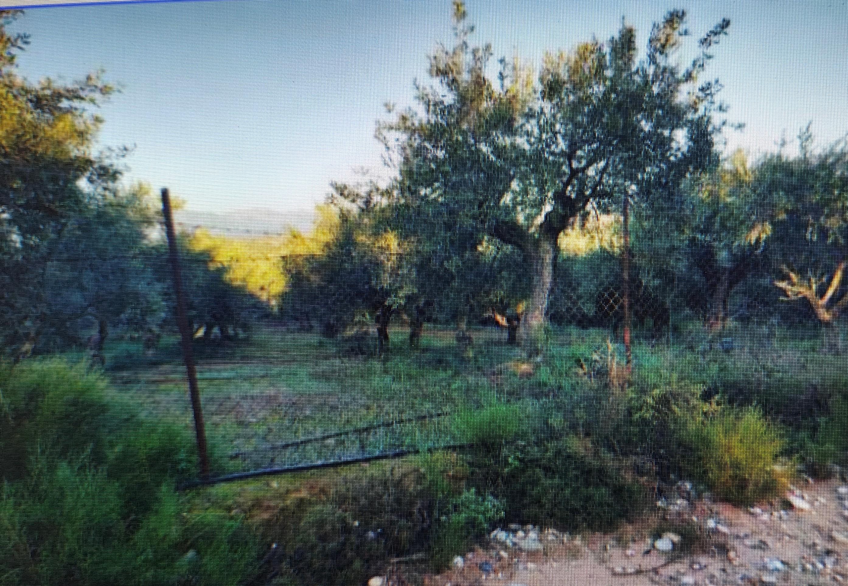 Αγροτεμάχιο  σε πλειστηριασμό Δήμος Ευρώτα