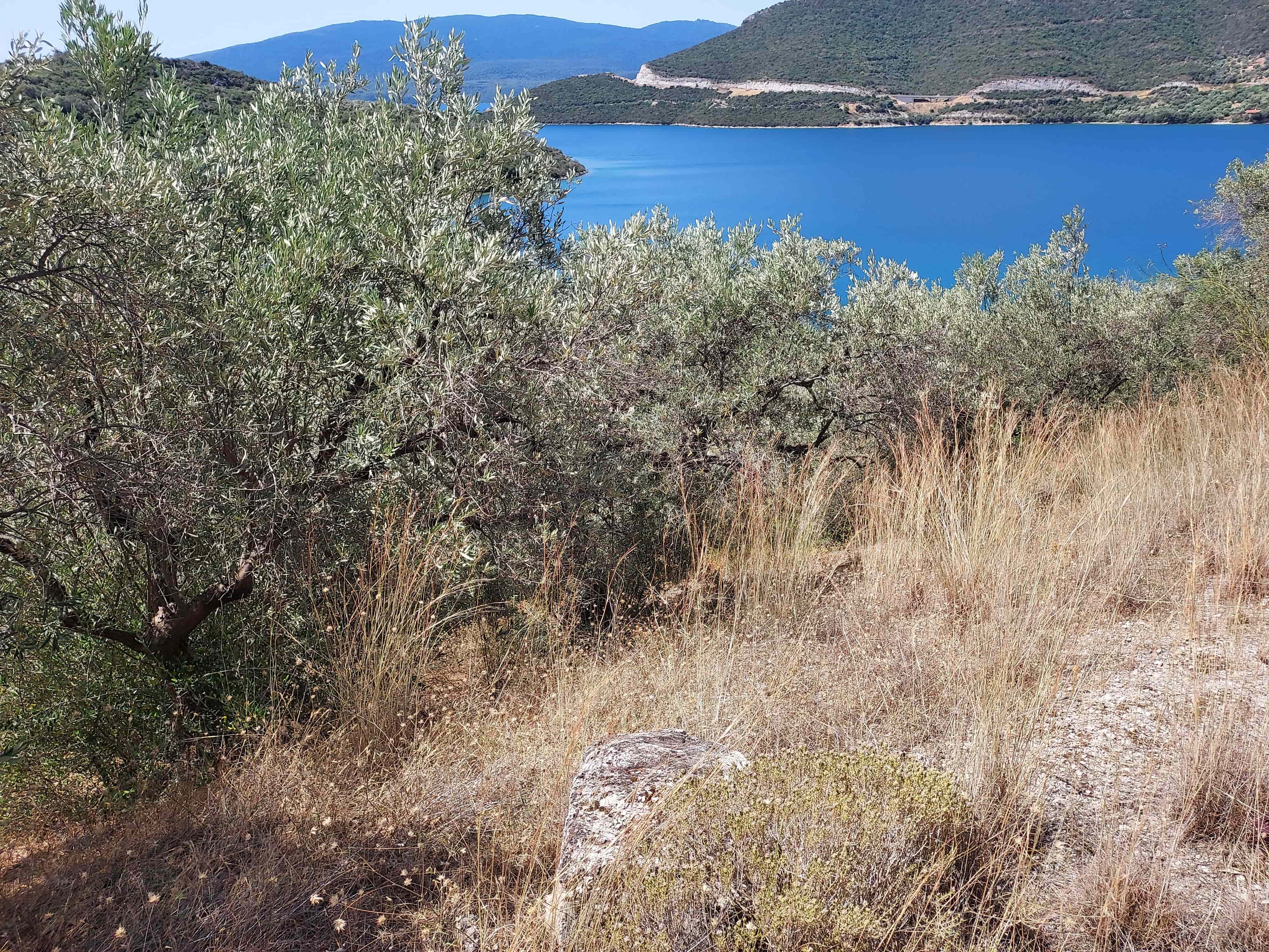 Αγροτεμάχιο  σε πλειστηριασμό Δήμος Στυλίδος