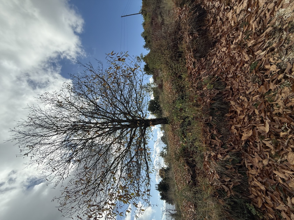 Αγροτεμάχιο  σε πλειστηριασμό Δήμος Ιωαννιτών