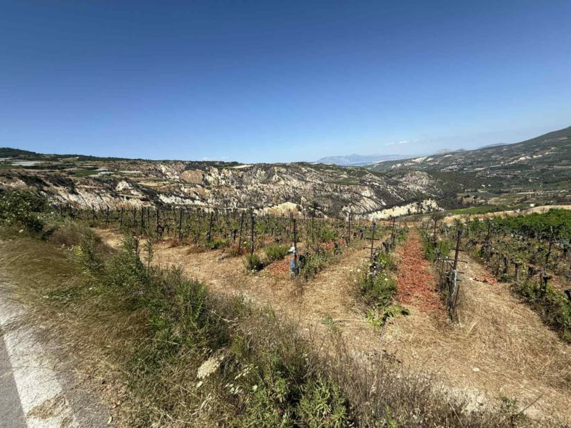 Αγροτεμάχιο 0 τ.μ. σε πλειστηριασμό Δήμος Νεμέας