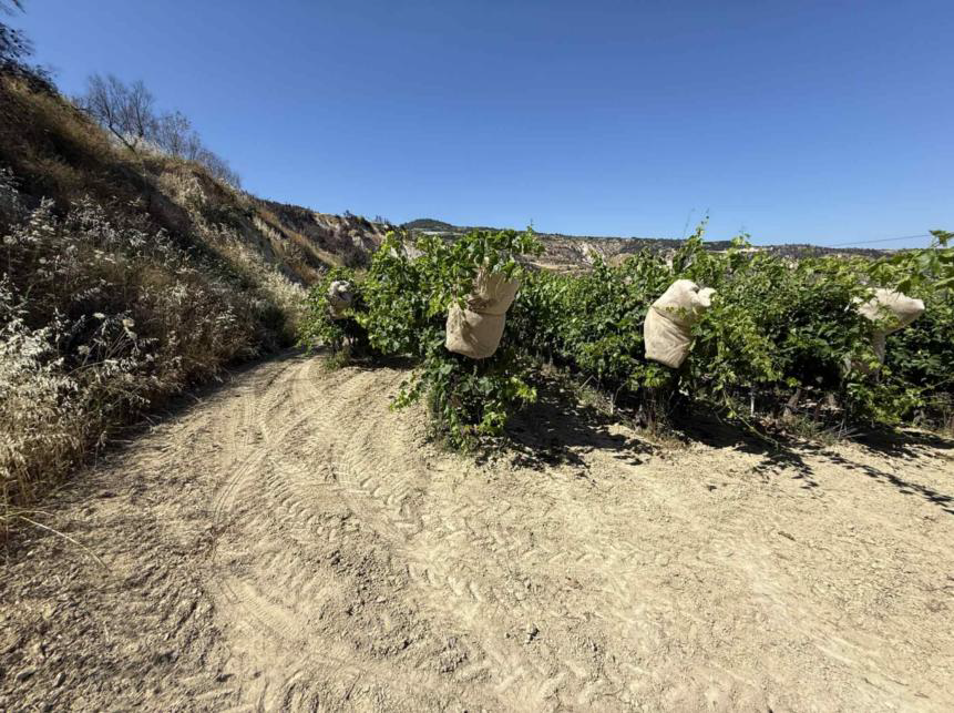 Αγροτεμάχιο 0 τ.μ. σε πλειστηριασμό Δήμος Νεμέας