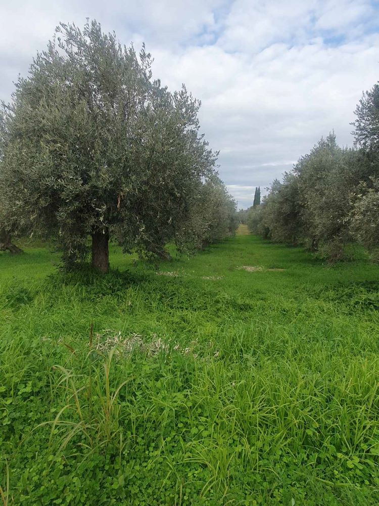 Οικόπεδο  σε πλειστηριασμό Δήμος Αγρινίου