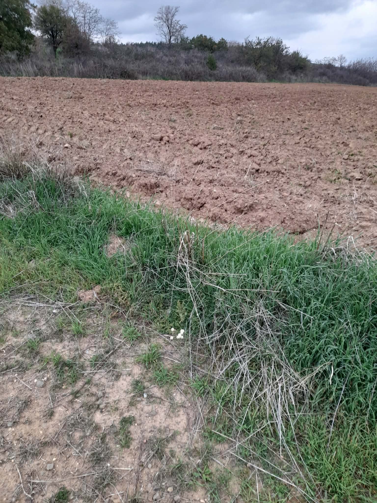 Αγροτεμάχιο  σε πλειστηριασμό Δήμος Παιονίας