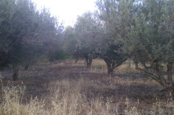 Αγροτεμάχιο  σε πλειστηριασμό Δήμος Ξυλοκάστρου - Ευρωστίνης