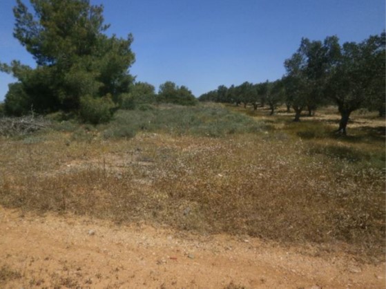 Αγροτεμάχιο  σε πλειστηριασμό Δήμος Μαρκοπούλου Μεσογαίας