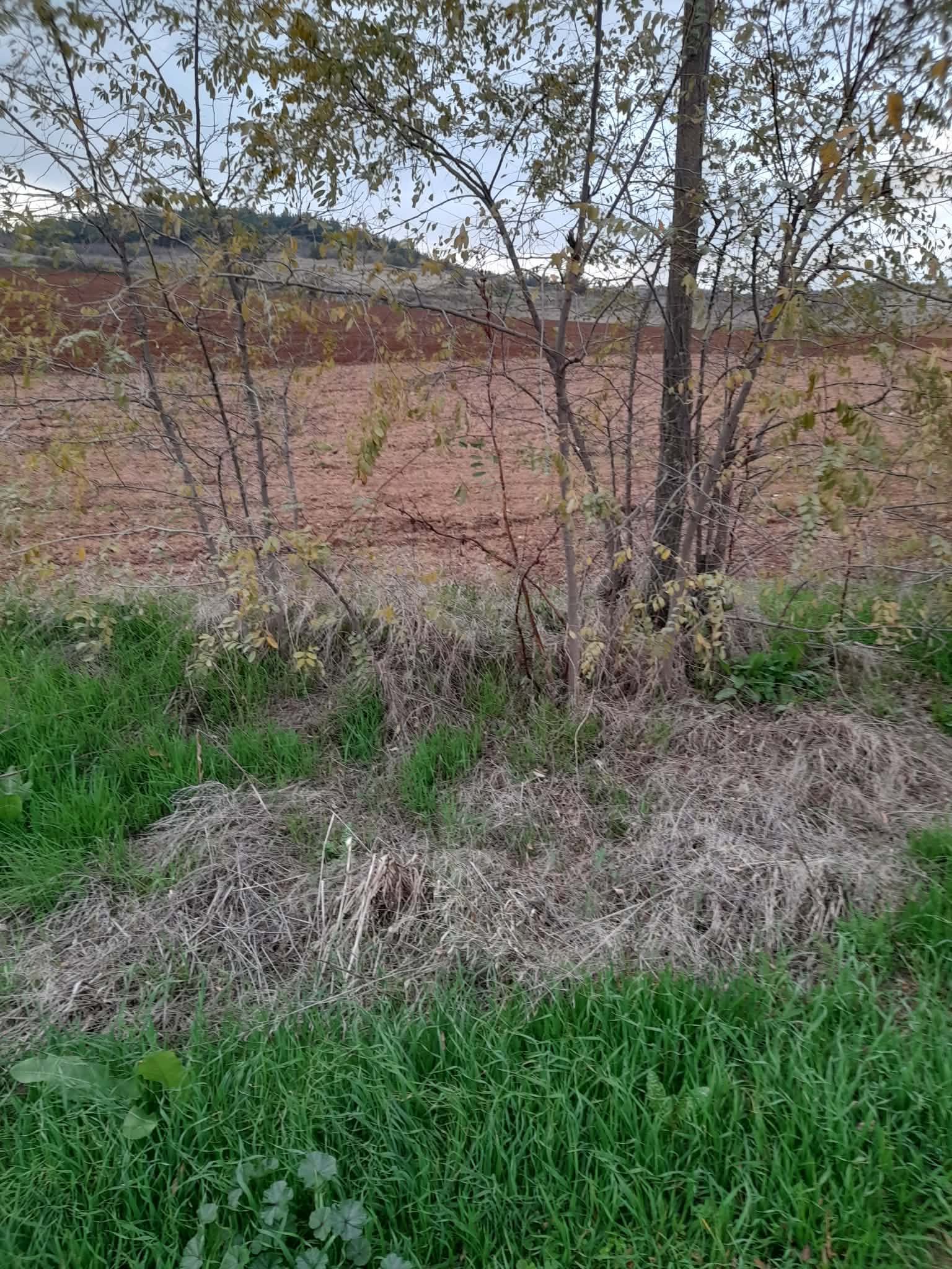 Αγροτεμάχιο  σε πλειστηριασμό Δήμος Παιονίας