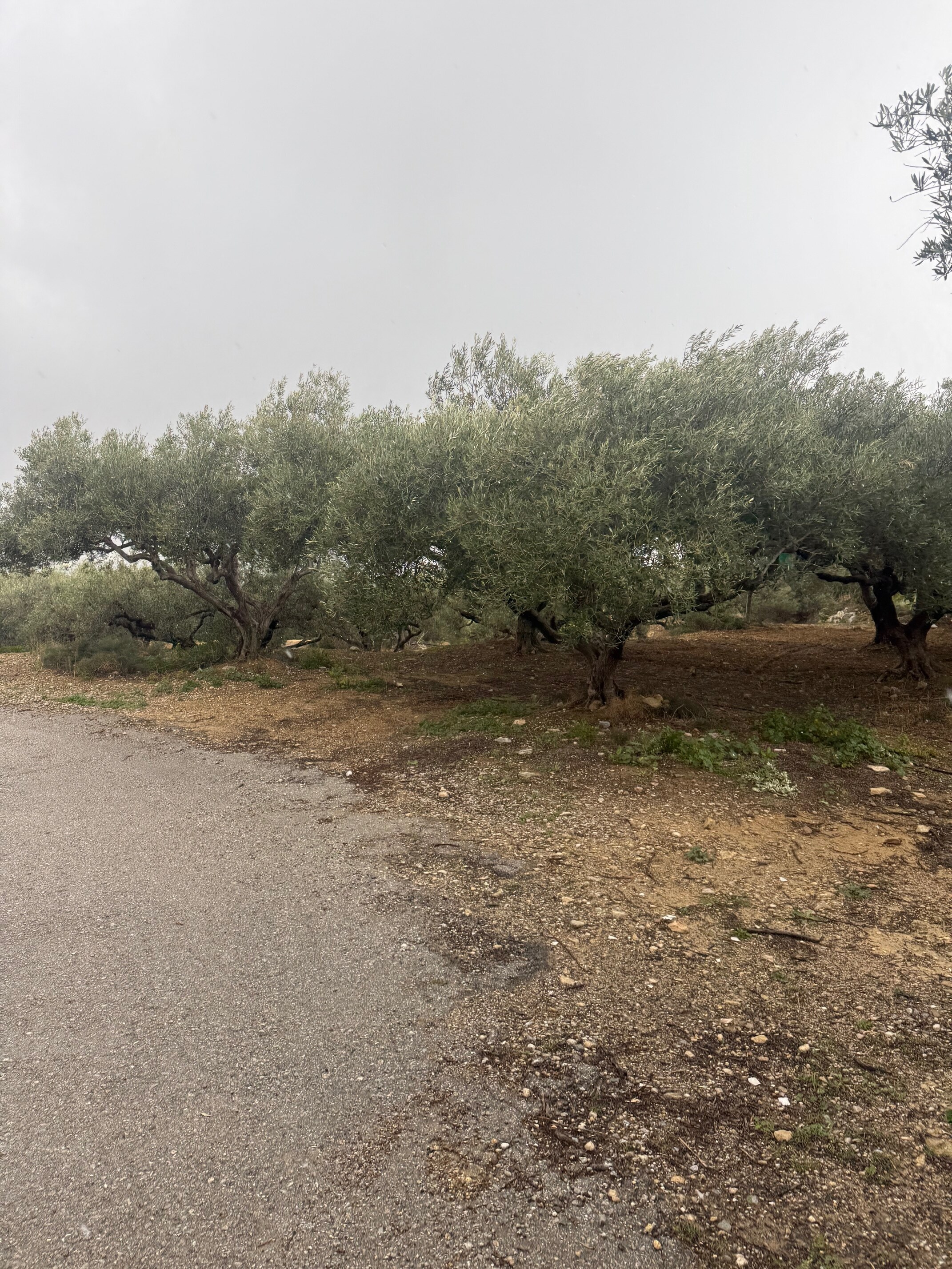 Οικόπεδο 406.82 τ.μ. σε πλειστηριασμό Δήμος Κισσάμου
