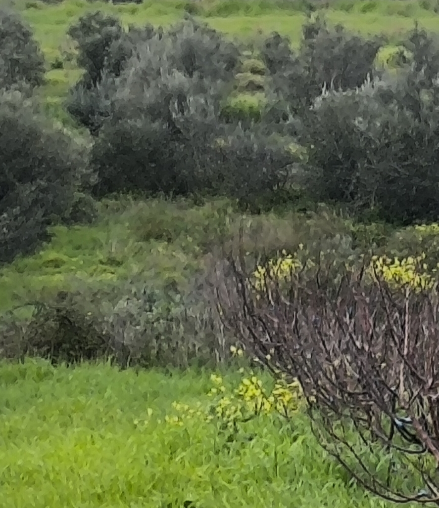 Αγροτεμάχιο  σε πλειστηριασμό Δήμος Βέλου - Βόχας