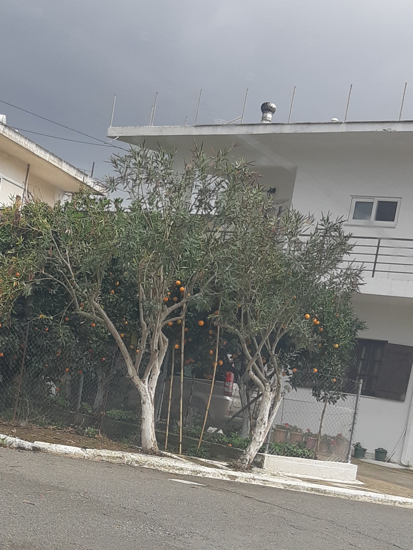 Οικόπεδο  σε πλειστηριασμό Δήμος Τριφυλίας