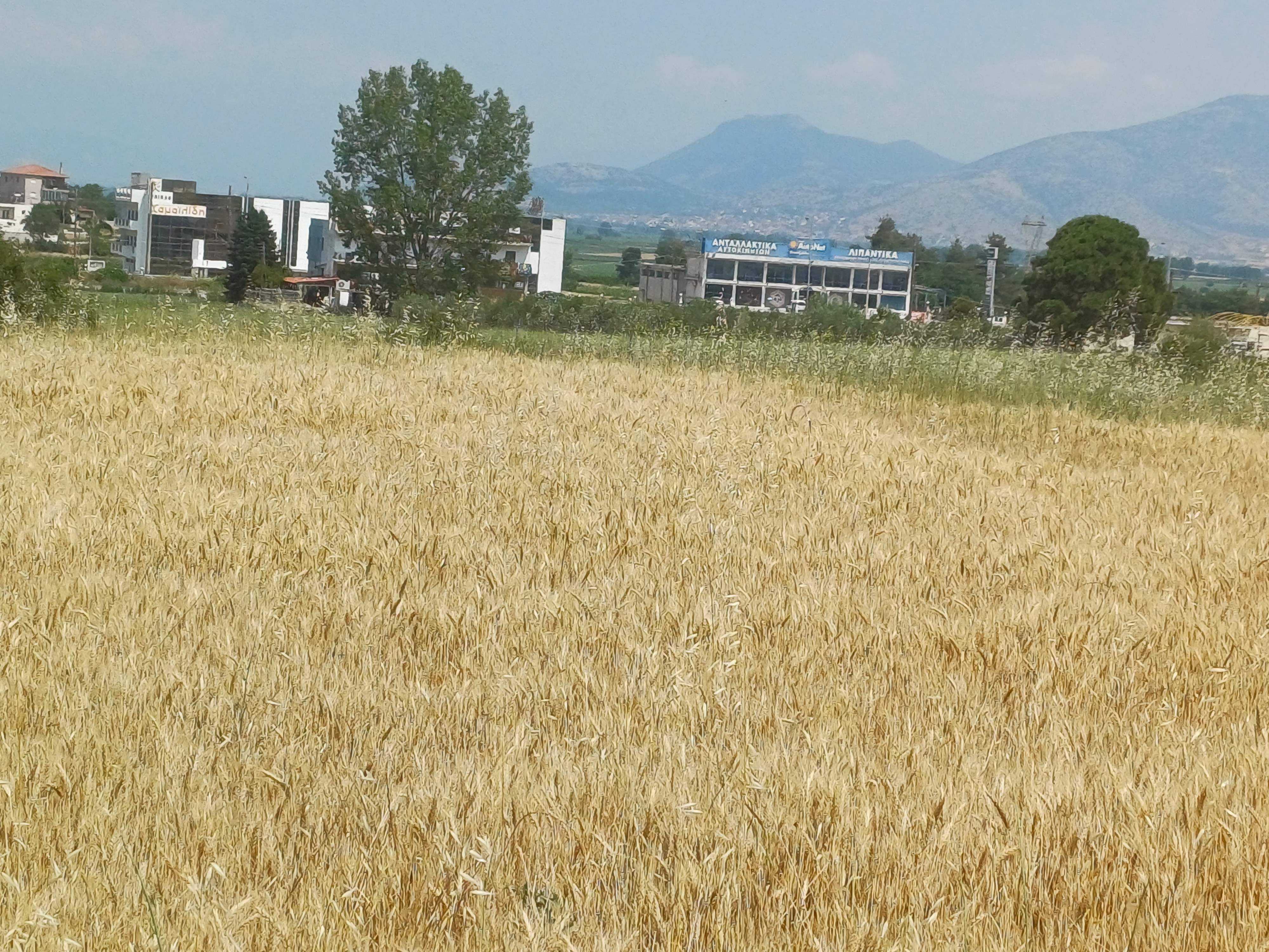 Αγροτεμάχιο  σε πλειστηριασμό Δήμος Παγγαίου