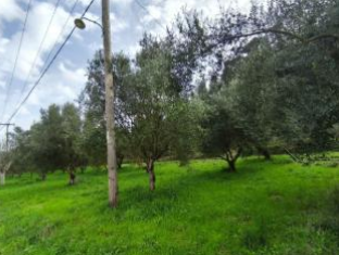 Αγροτεμάχιο  σε πλειστηριασμό Δήμος Πύργου