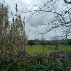 photo0