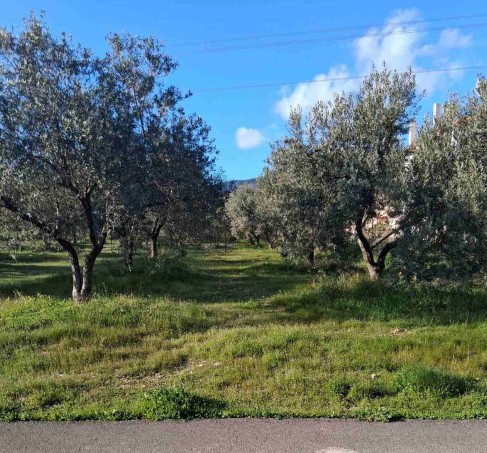 Οικόπεδο  σε πλειστηριασμό Δήμος Φυλής