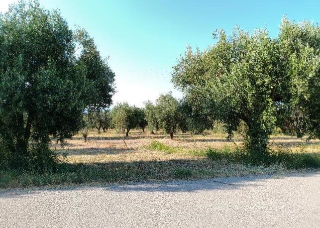 Αγροτεμάχιο  σε πλειστηριασμό Municipality of Kameni Vourla