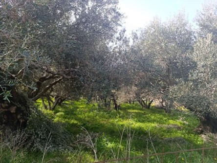 Αγροτεμάχιο με κτίσμα  σε πλειστηριασμό Δήμος Αγίου Βασιλείου