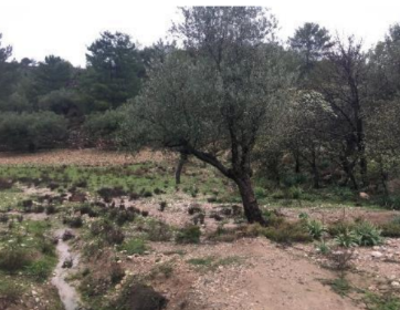 Αγροτεμάχιο  σε πλειστηριασμό Δήμος Ρόδου