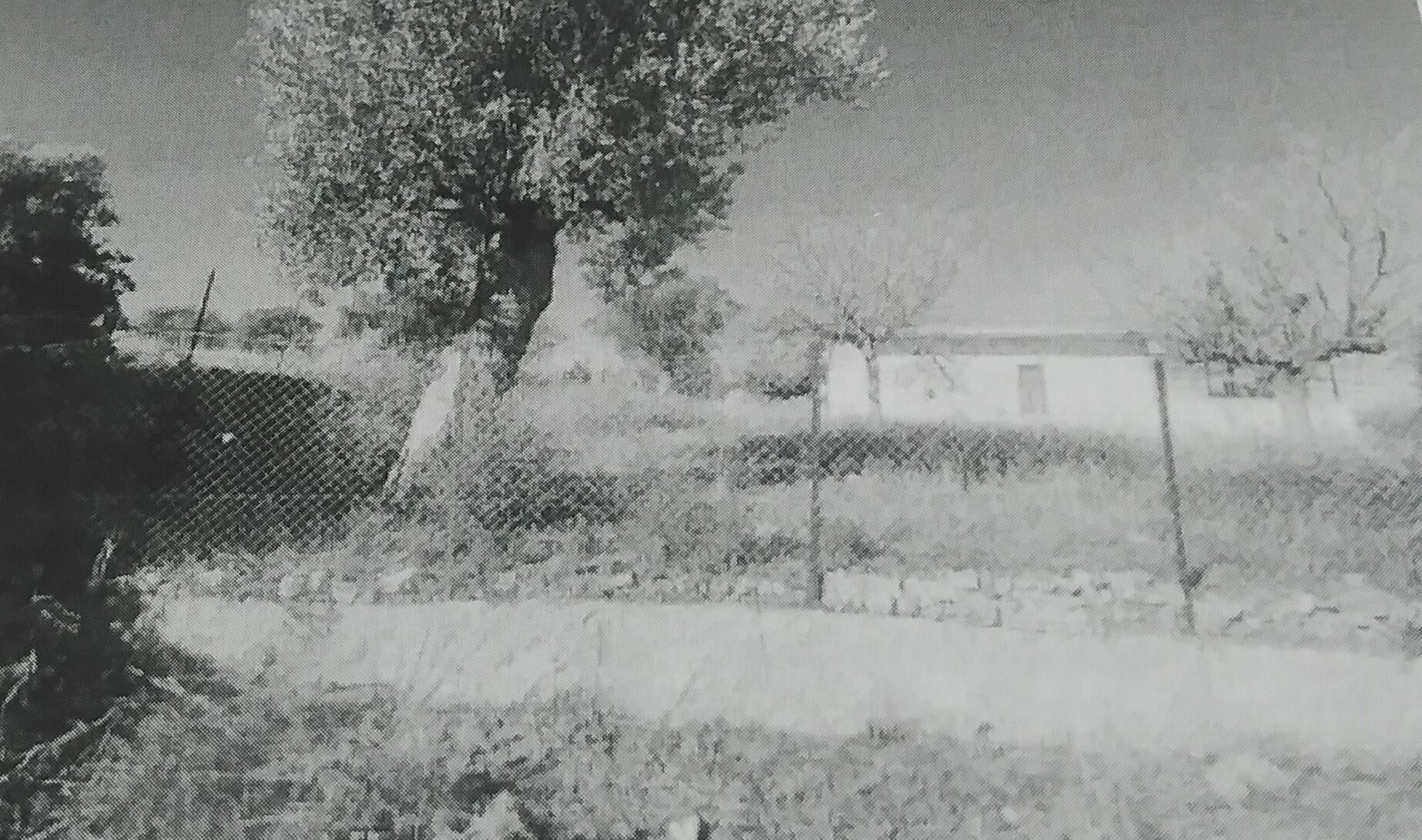 photo1